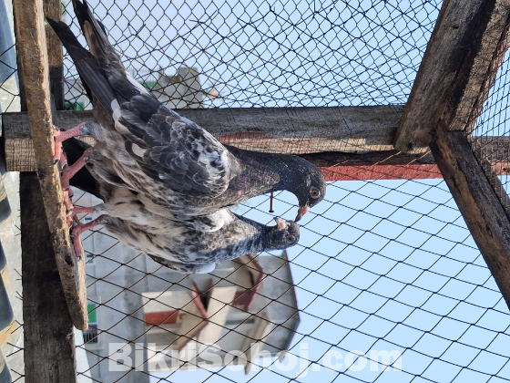 পাকিস্তানি কাসুরি বেবি